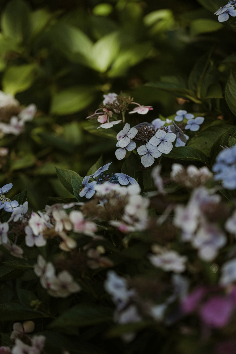 a bunch of flowers that are in the grass