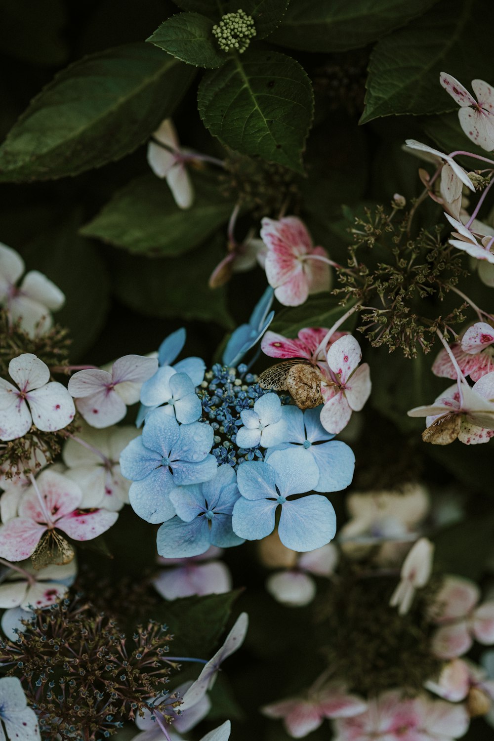 a close up of a bunch of flowers