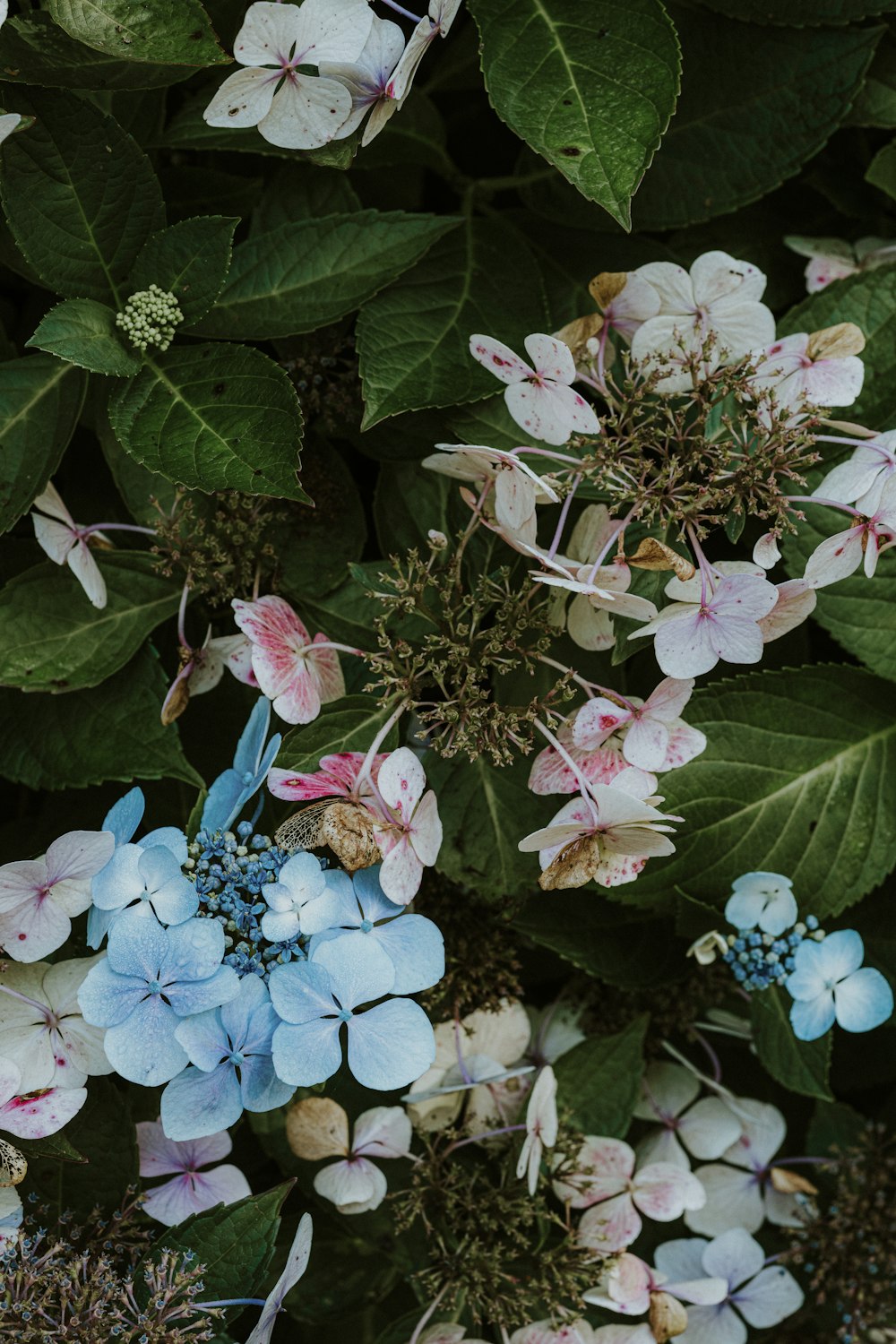 a close up of a bunch of flowers on a plant