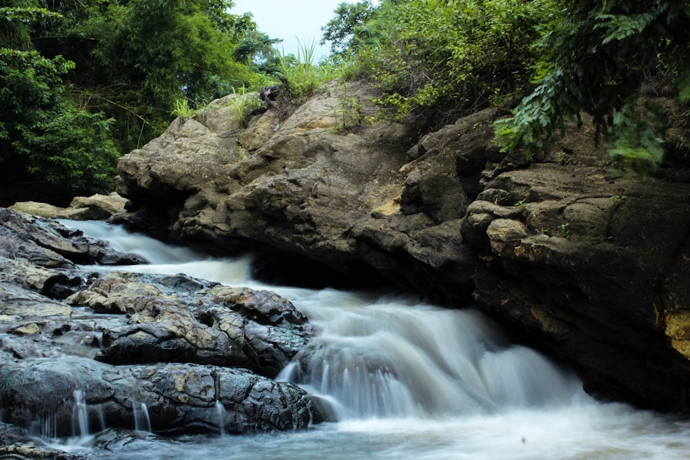 a stream of water running through a lush green forest