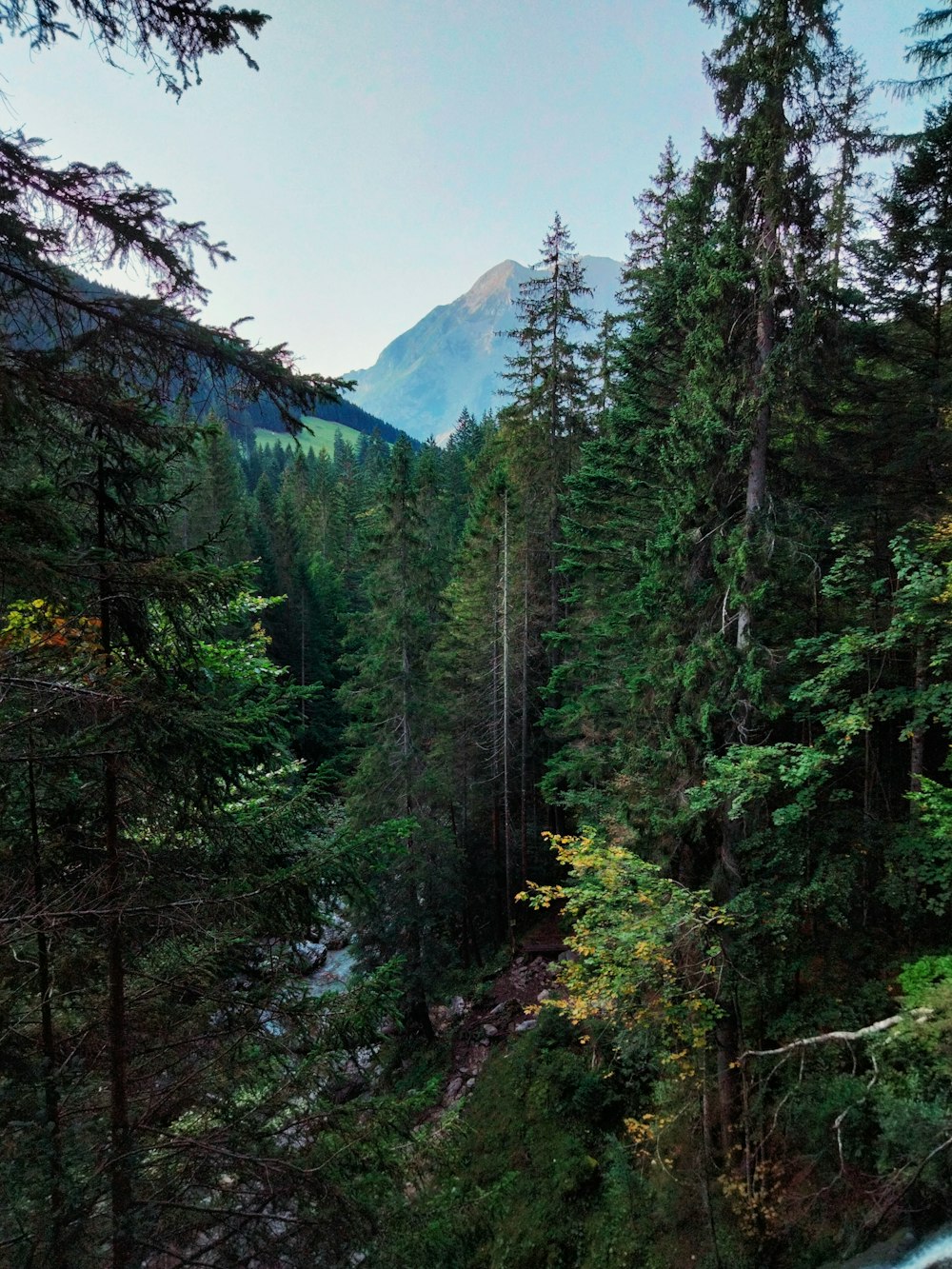 a river running through a lush green forest