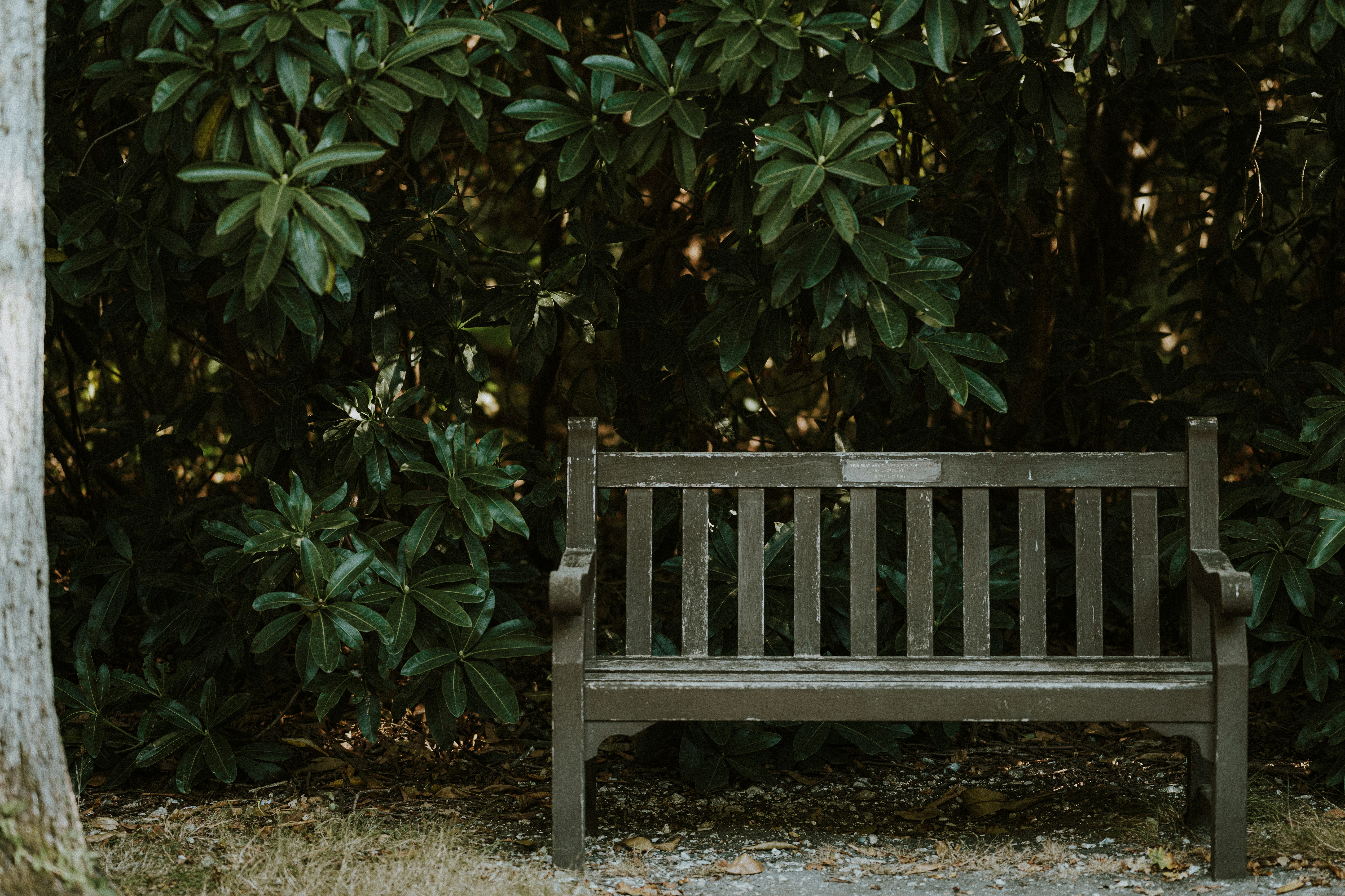 Un banc en bois assis devant un buisson