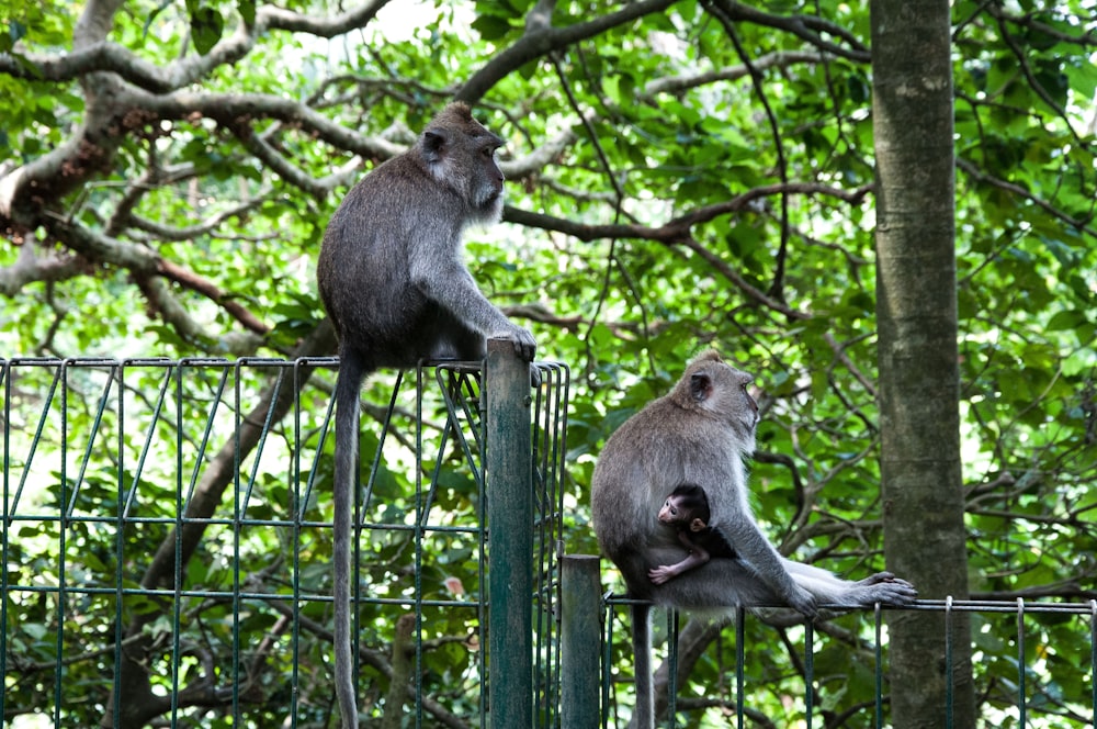 two monkeys sitting on top of a metal fence