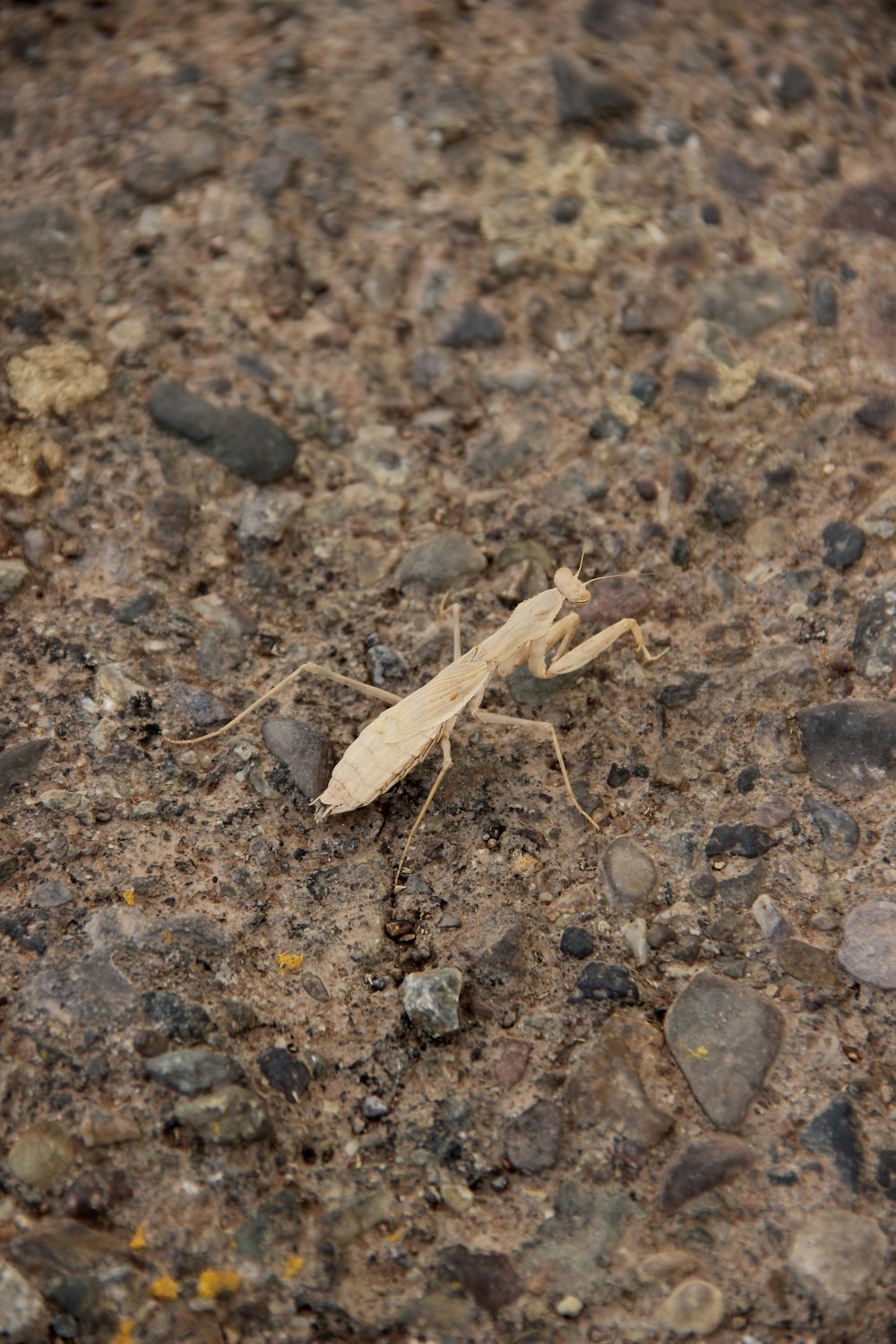 a small insect is standing on the ground