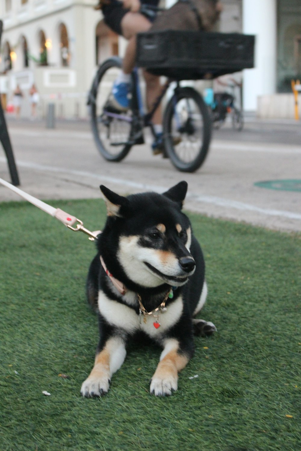 a black and white dog sitting in the grass