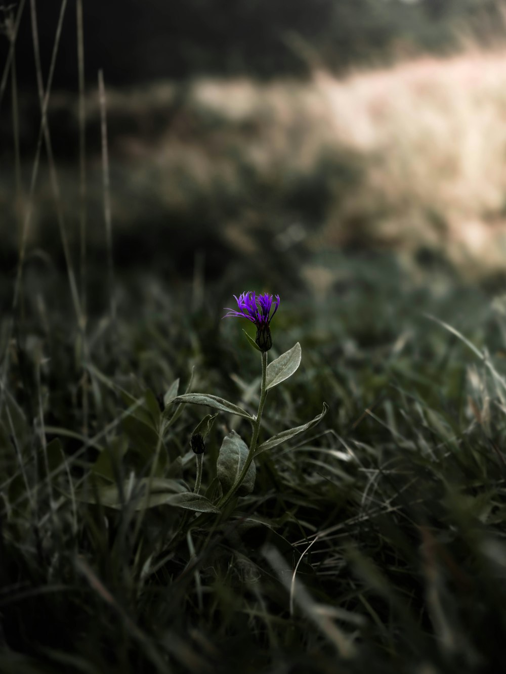 a single purple flower sitting in the middle of a field