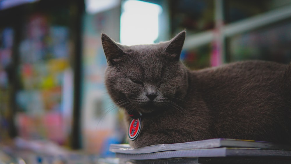 a gray cat sleeping on top of a table