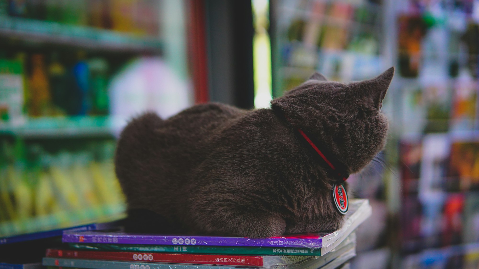 Cat sitting on a pile of books looking away from the camera