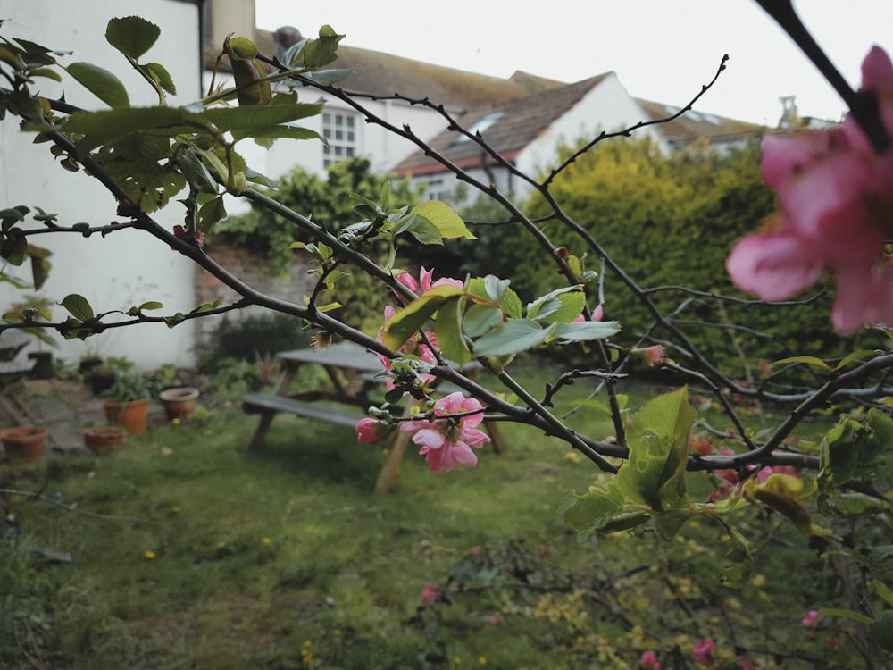 Ein Baum mit rosa Blüten vor einem Haus