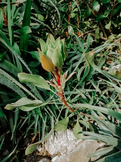 A vibrant plant with green leaves and a reddish stem is surrounded by an assortment of other green foliage. The plant appears to be thriving, set against a natural backdrop of different shades of greenery and textures. A few leaves have hints of brown at their edges, indicating natural variation.