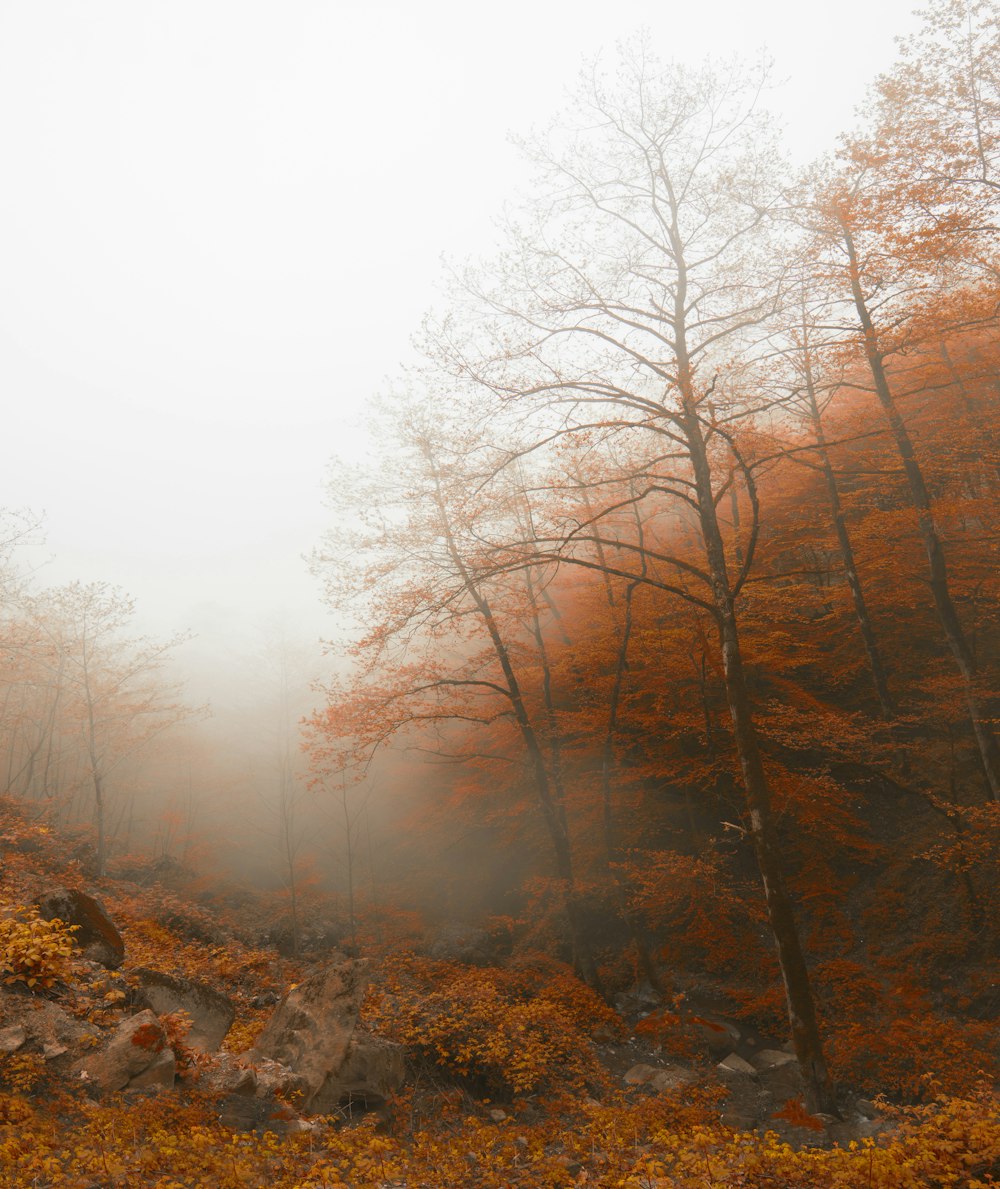 a foggy forest filled with lots of trees