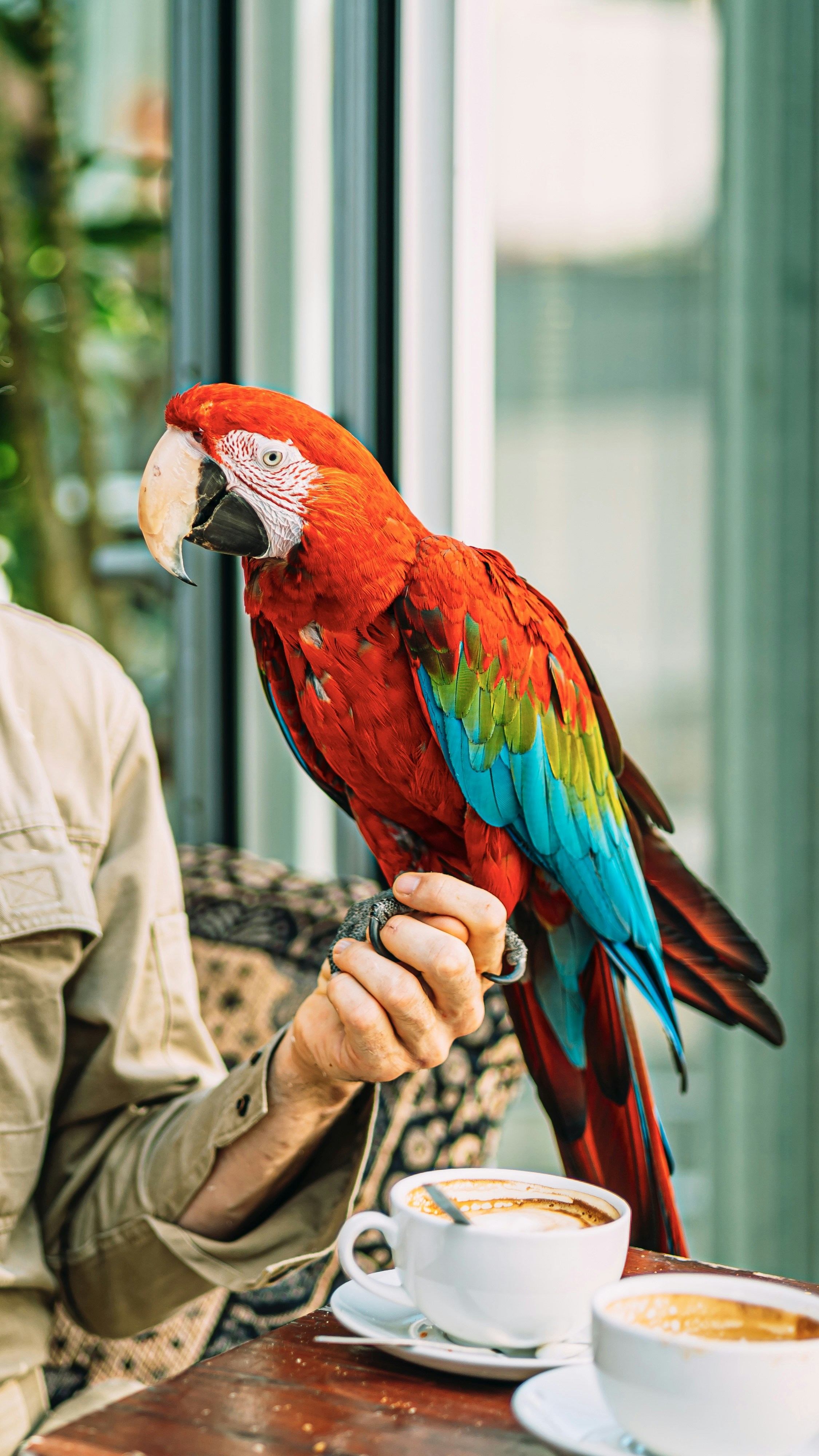 a colorful parrot perched on the arm of a man