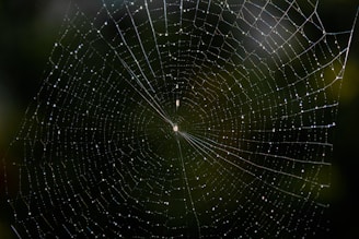 A detailed macro shot of a dew-covered spider web glistening in the sunlight