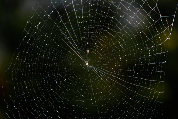 A detailed macro photo of a dew-covered spider web glistening in morning light.