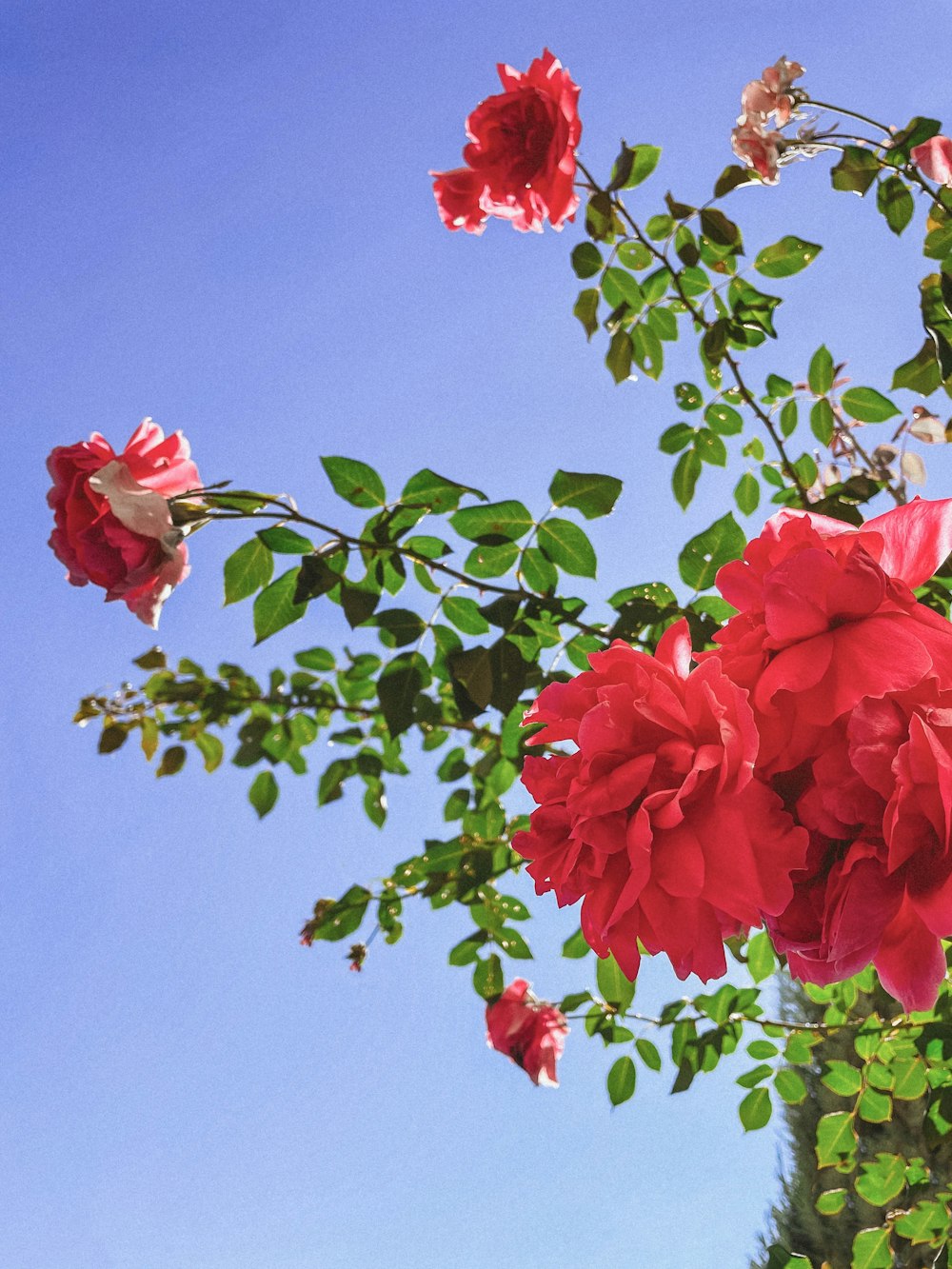 a vase filled with red flowers on top of a table