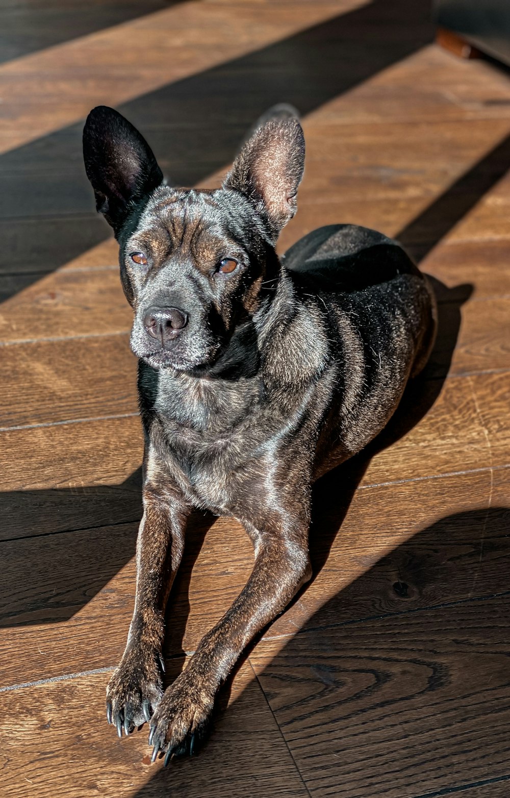 a black and brown dog laying on top of a wooden floor