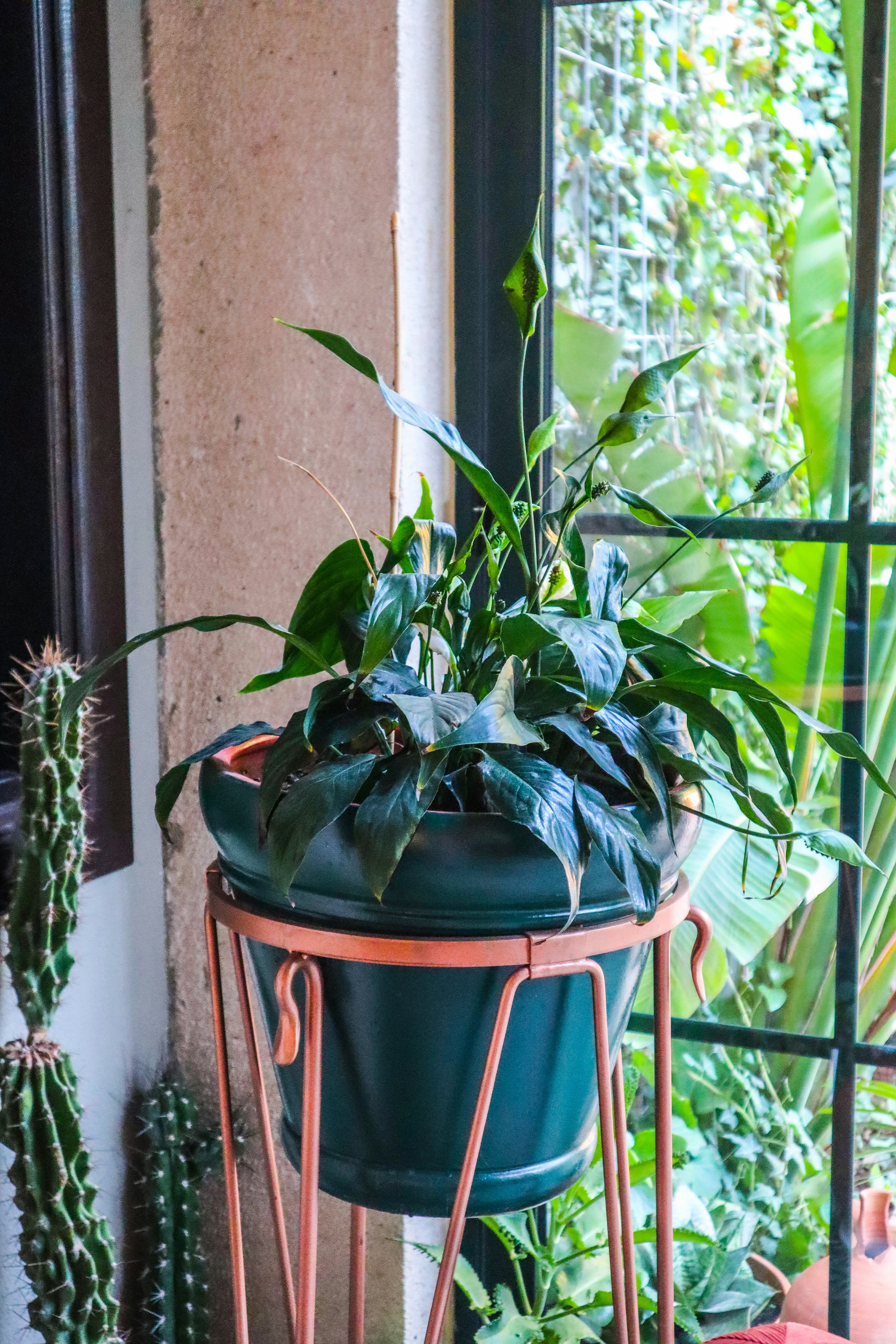a potted plant sitting on top of a metal stand