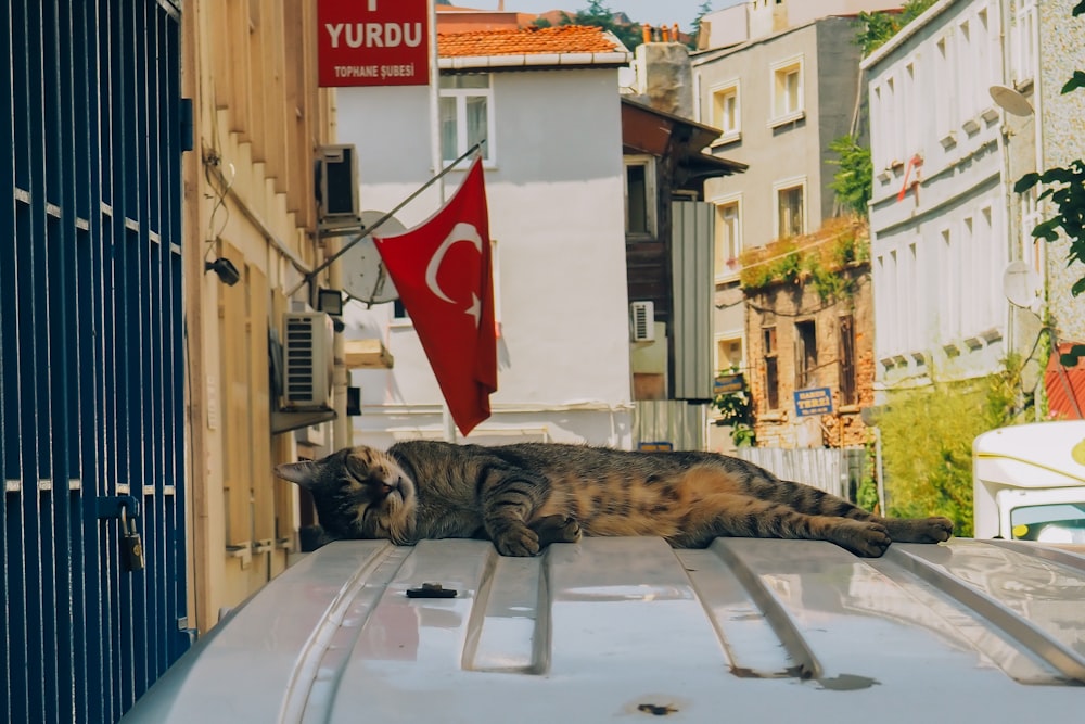 a cat is laying on top of a car