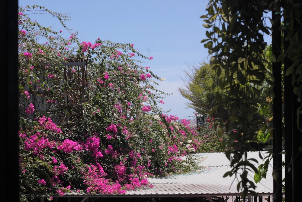 pink flowers are blooming on a sunny day