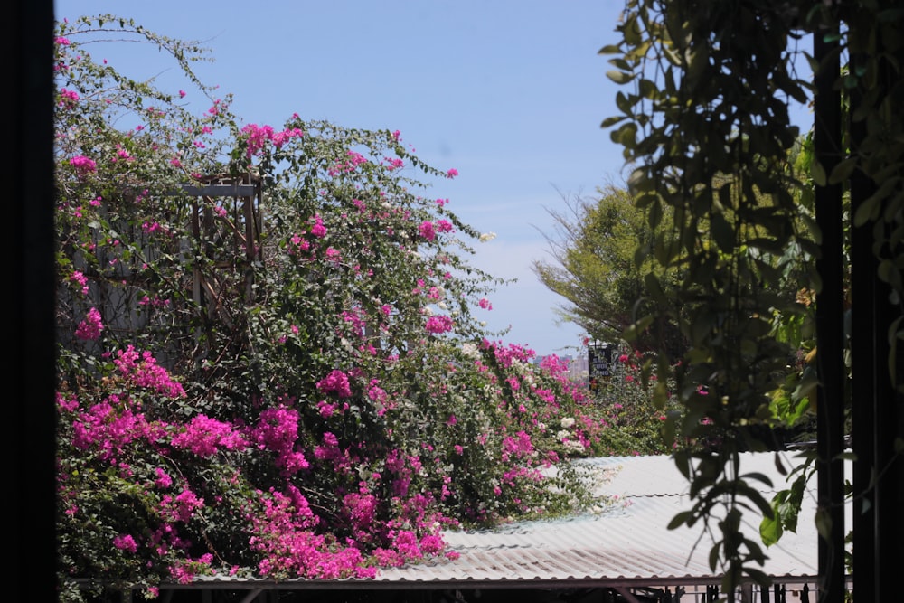 flores cor-de-rosa estão desabrochando em um dia ensolarado