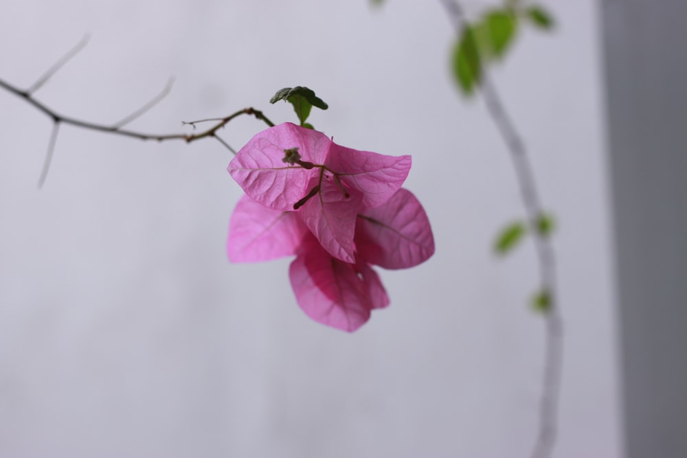 a pink flower is hanging from a tree branch