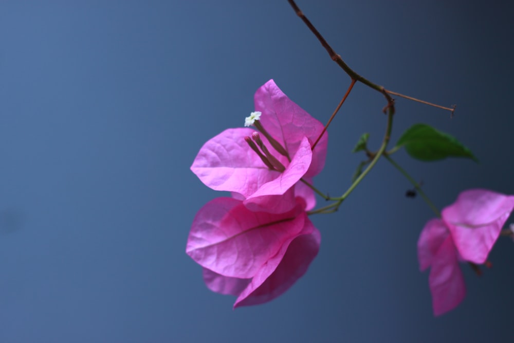 a close up of a pink flower on a branch