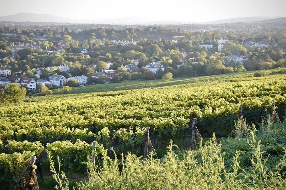 a large field of green plants with houses in the background