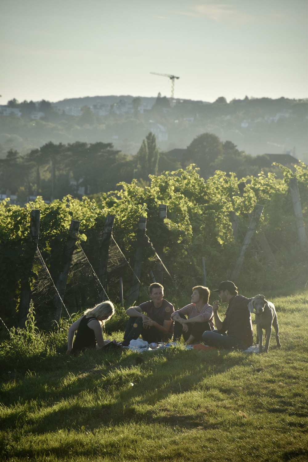 a group of people sitting on top of a lush green field