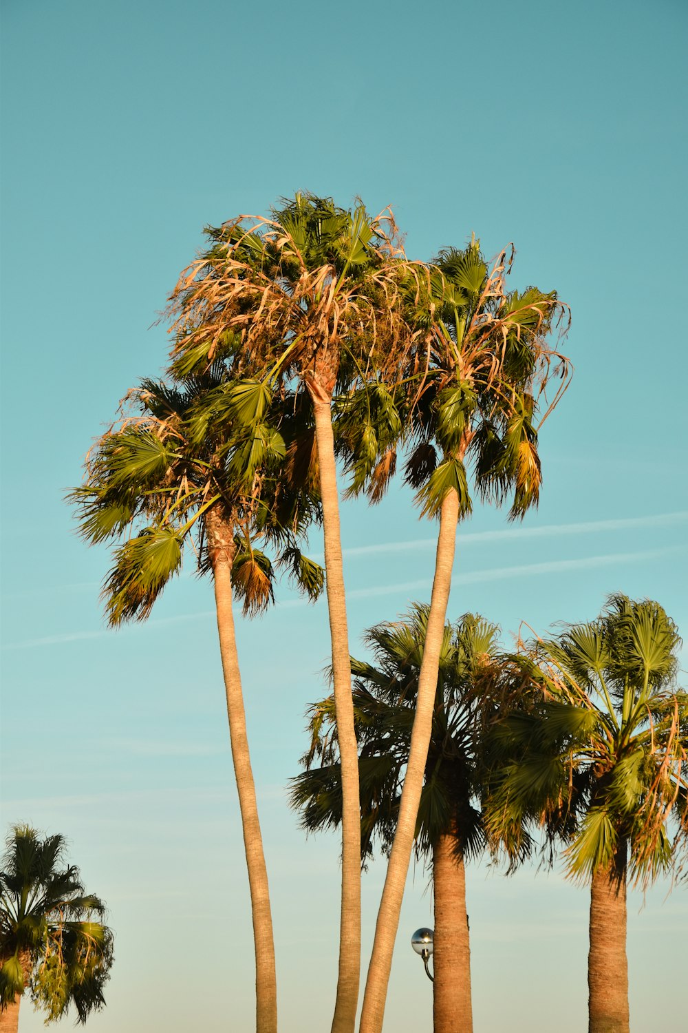 a group of palm trees with a blue sky in the background