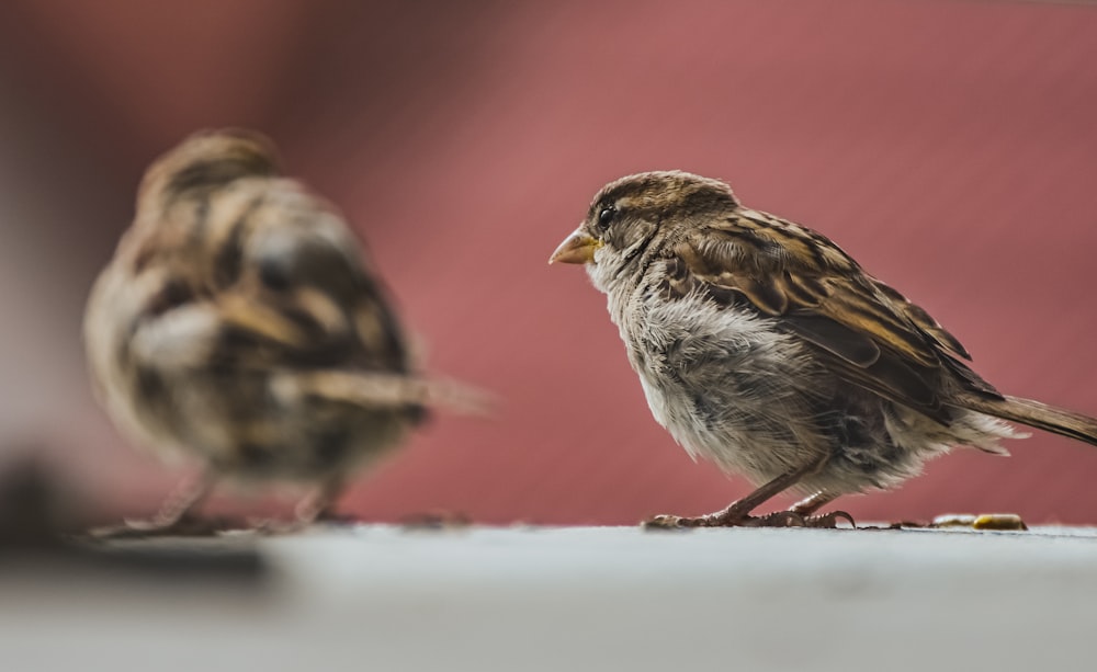 a couple of small birds standing on top of a table