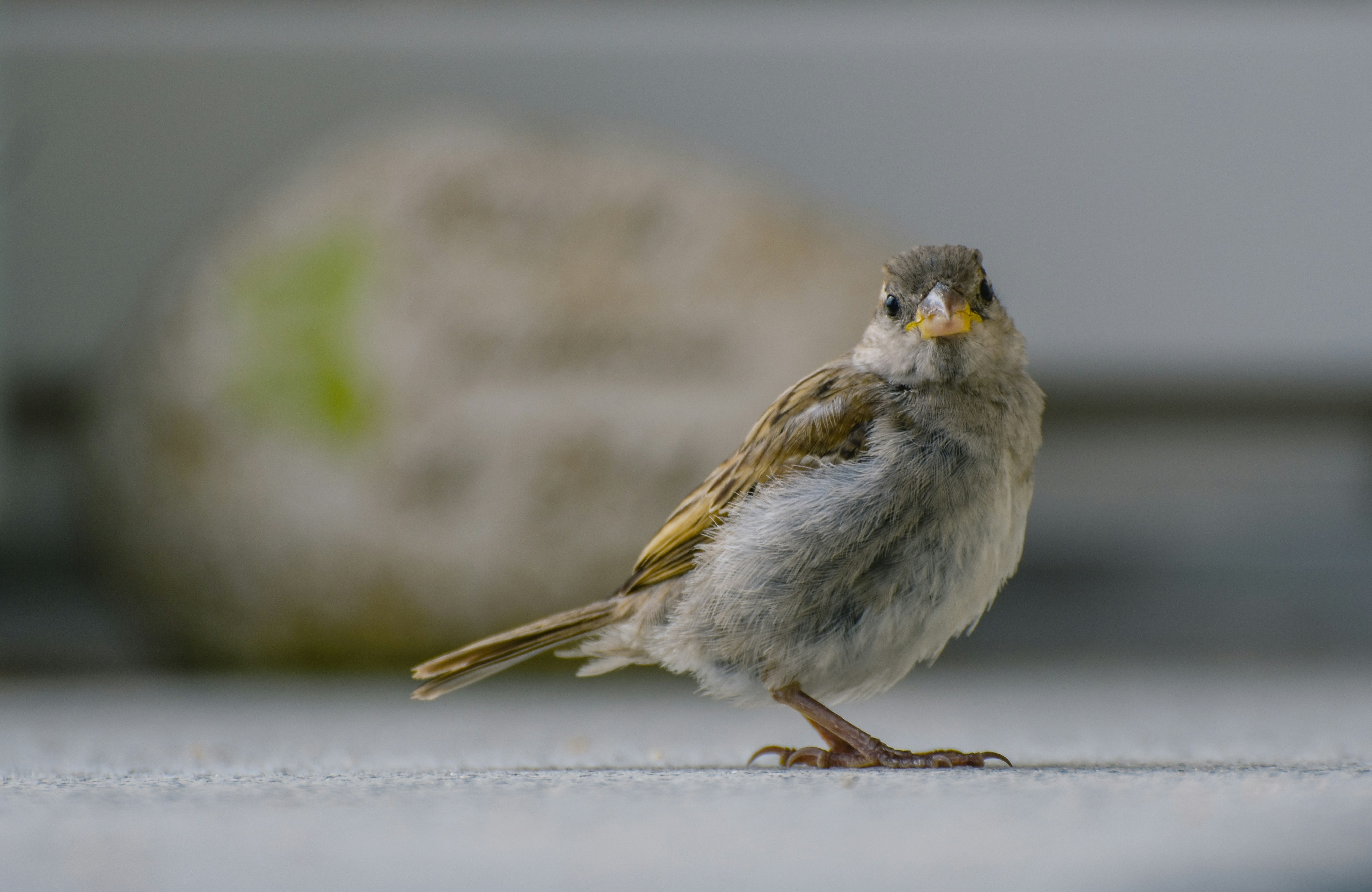 Photo by alexas_fotos