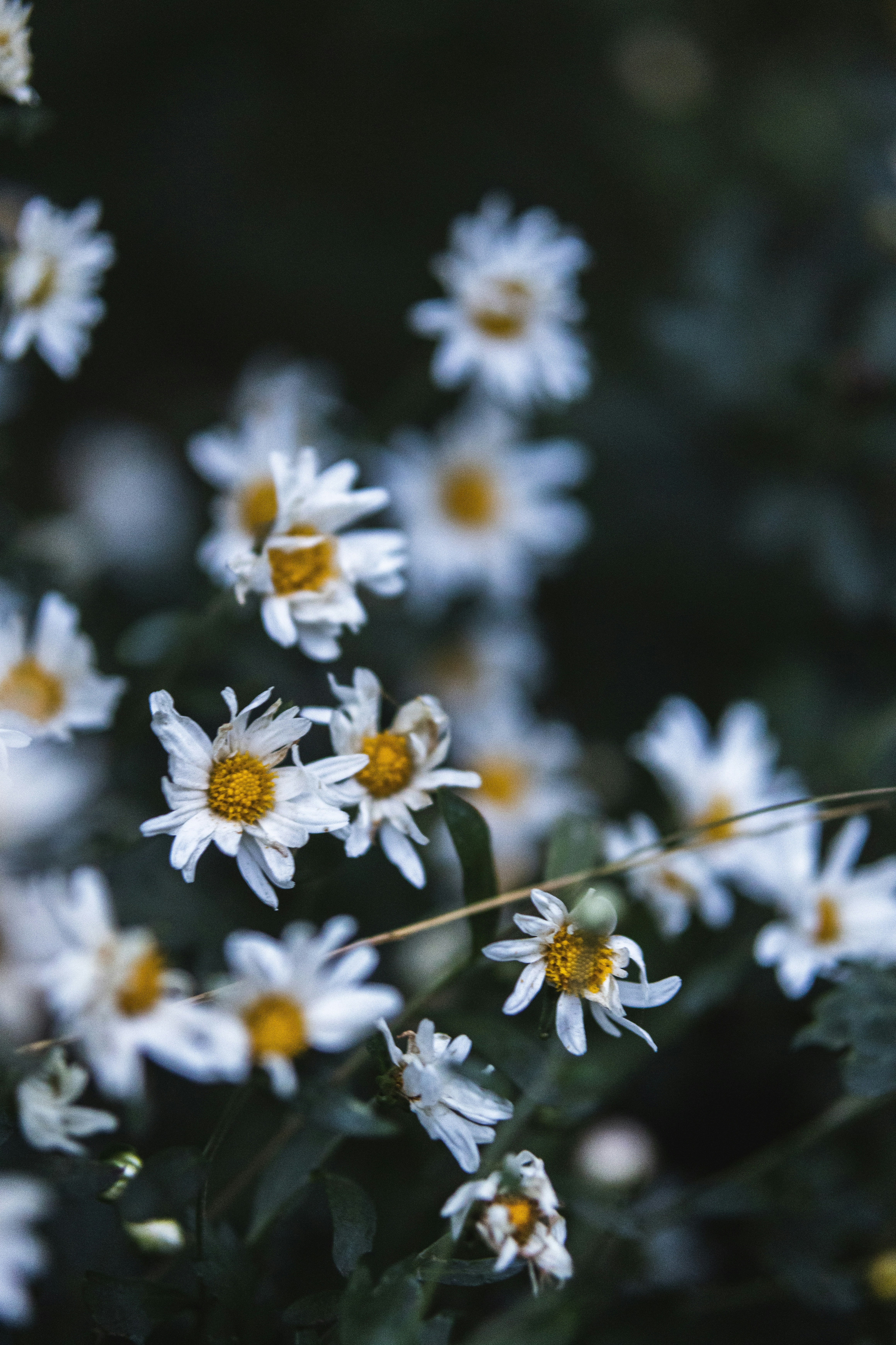 Photo by juliuscarmine