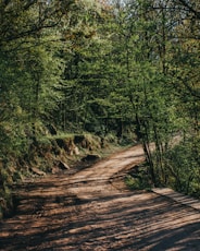 a dirt road in the middle of a forest
