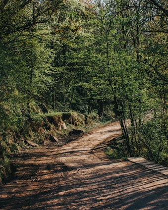 a dirt road in the middle of a forest