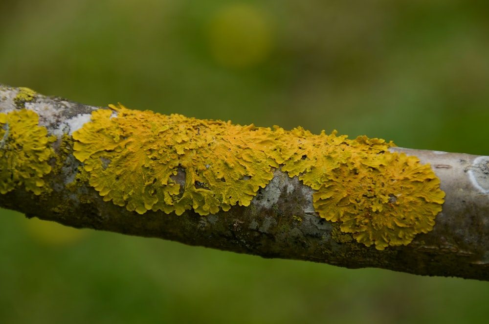 une branche avec de la mousse jaune qui pousse dessus