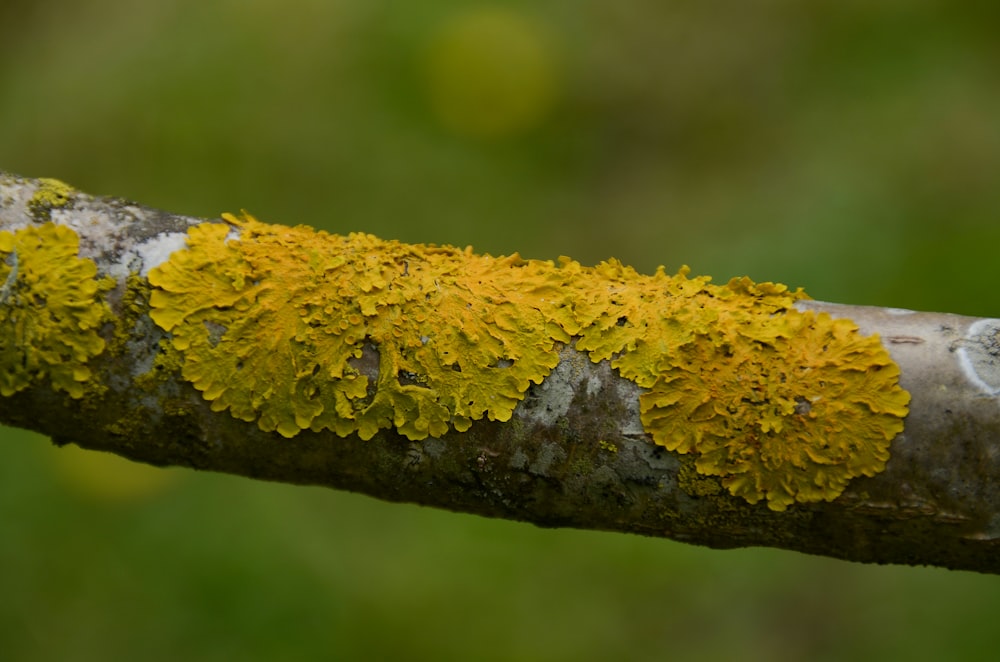 a branch with yellow moss growing on it