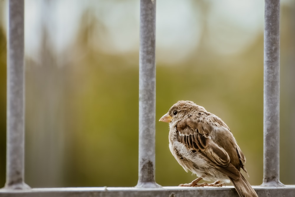 a small bird sitting on top of a metal fence