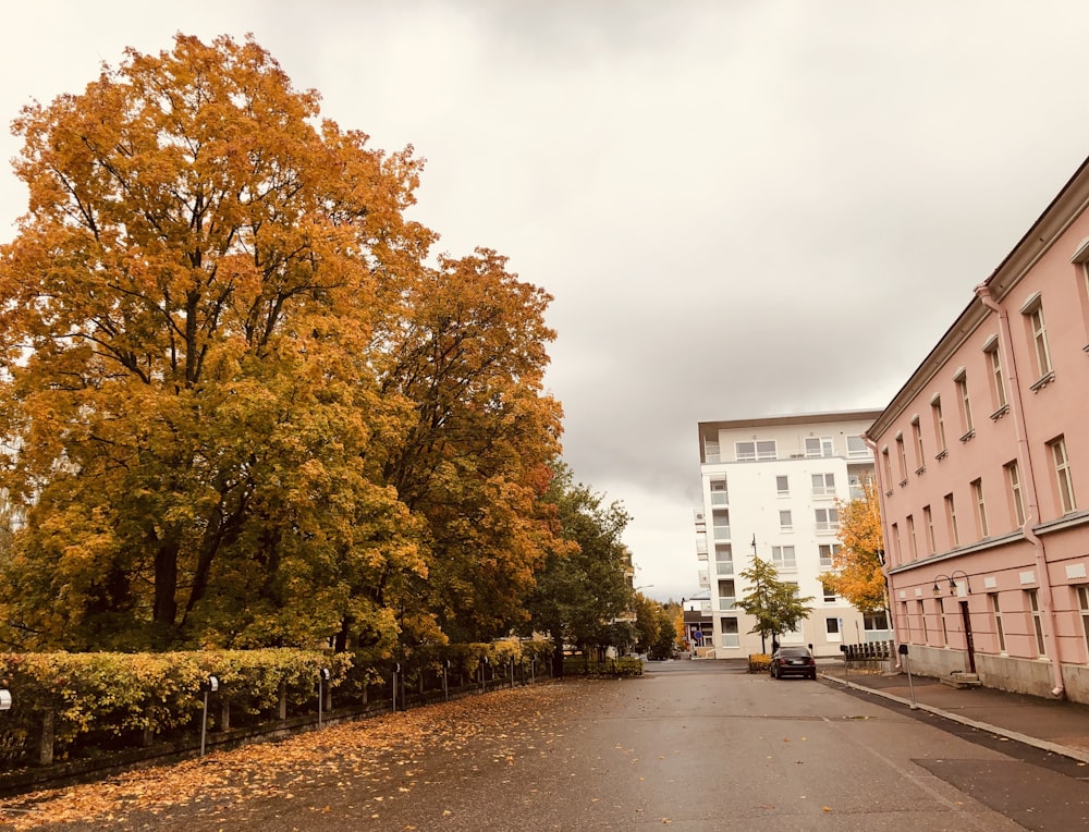 a street lined with trees with yellow leaves