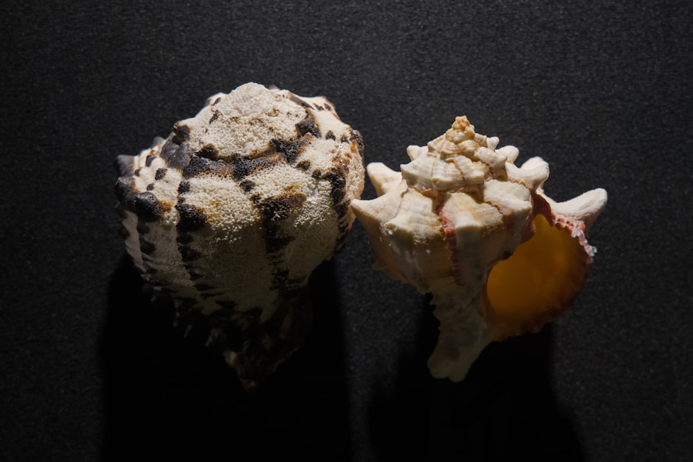 two sea shells on a black surface