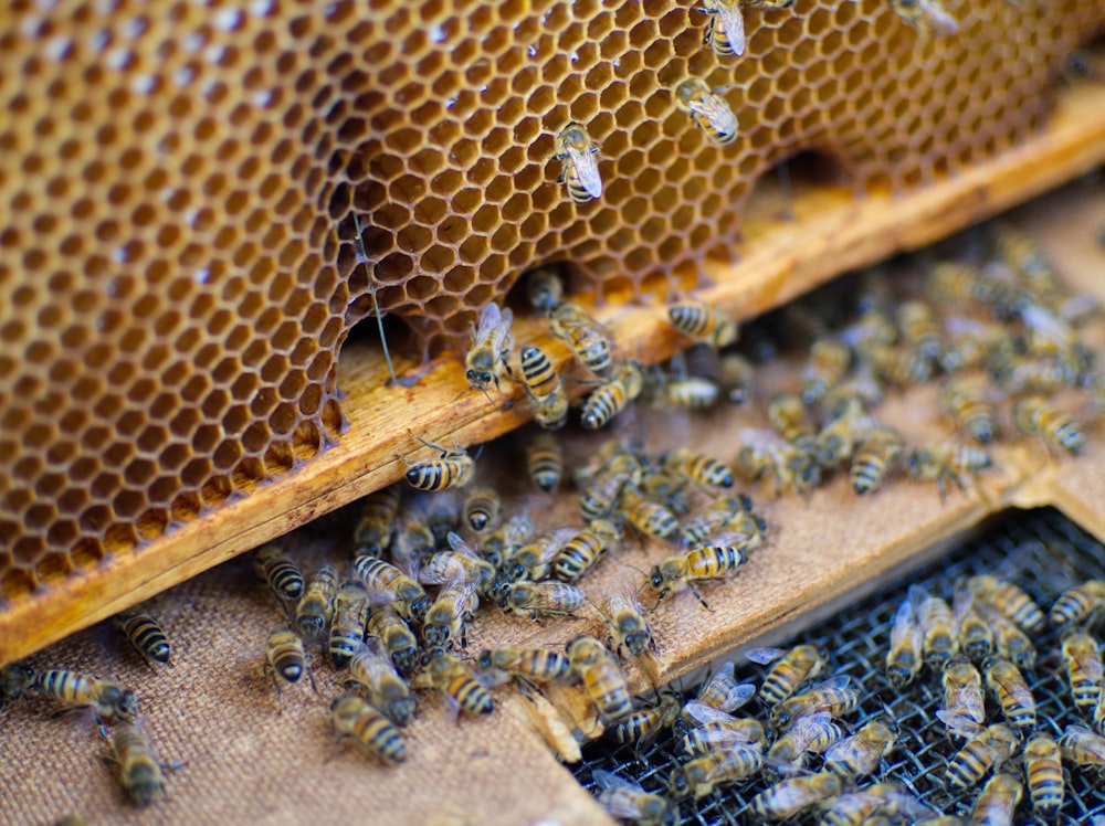 um bando de abelhas que estão em uma colmeia