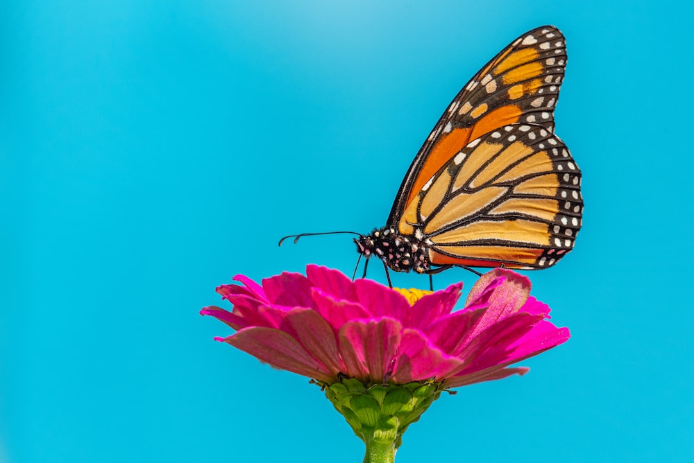 a butterfly sitting on top of a pink flower