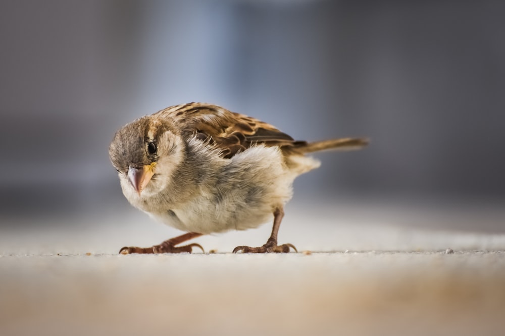 a small bird is standing on the floor