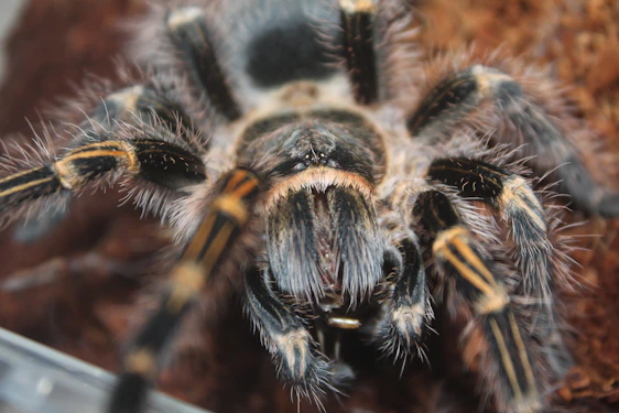 A close-up of a vibrant tarantula perched on a mossy branch inside a naturalistic terrarium.