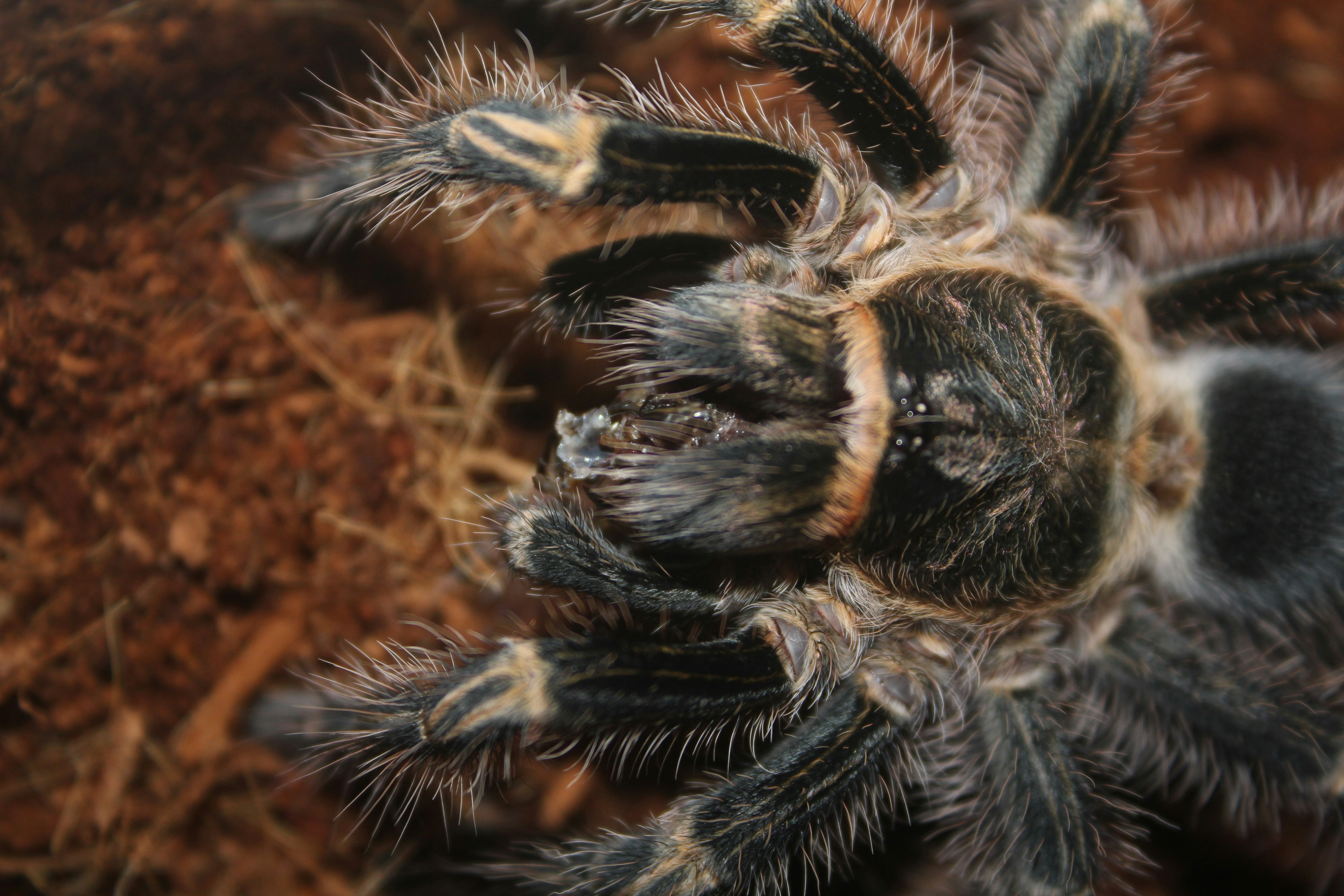 How Do Tarantulas Defend Against Threats From Predatory Ants?