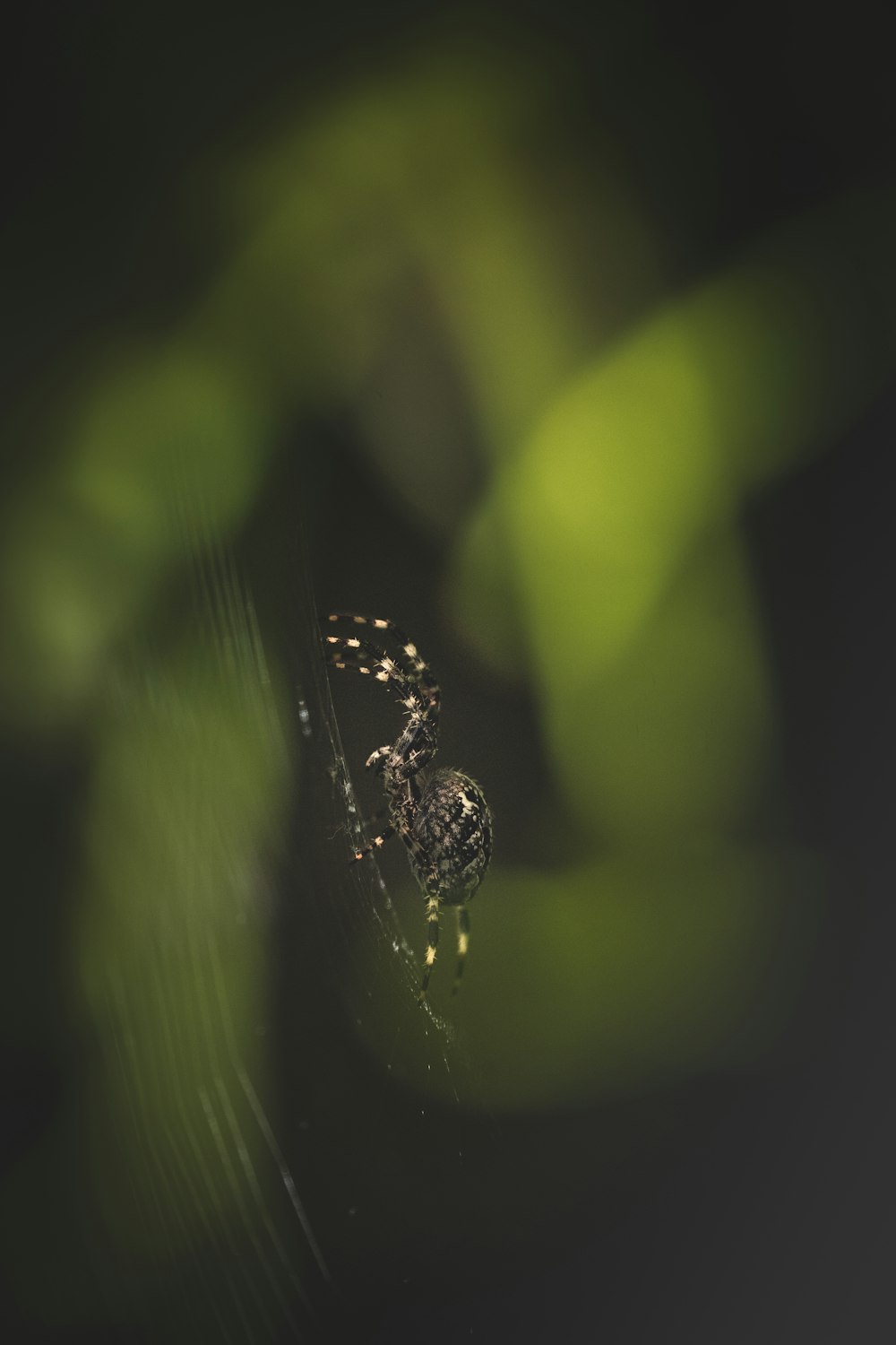 a close up of a spider on a leaf