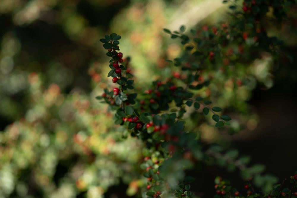 a bush with red berries and green leaves