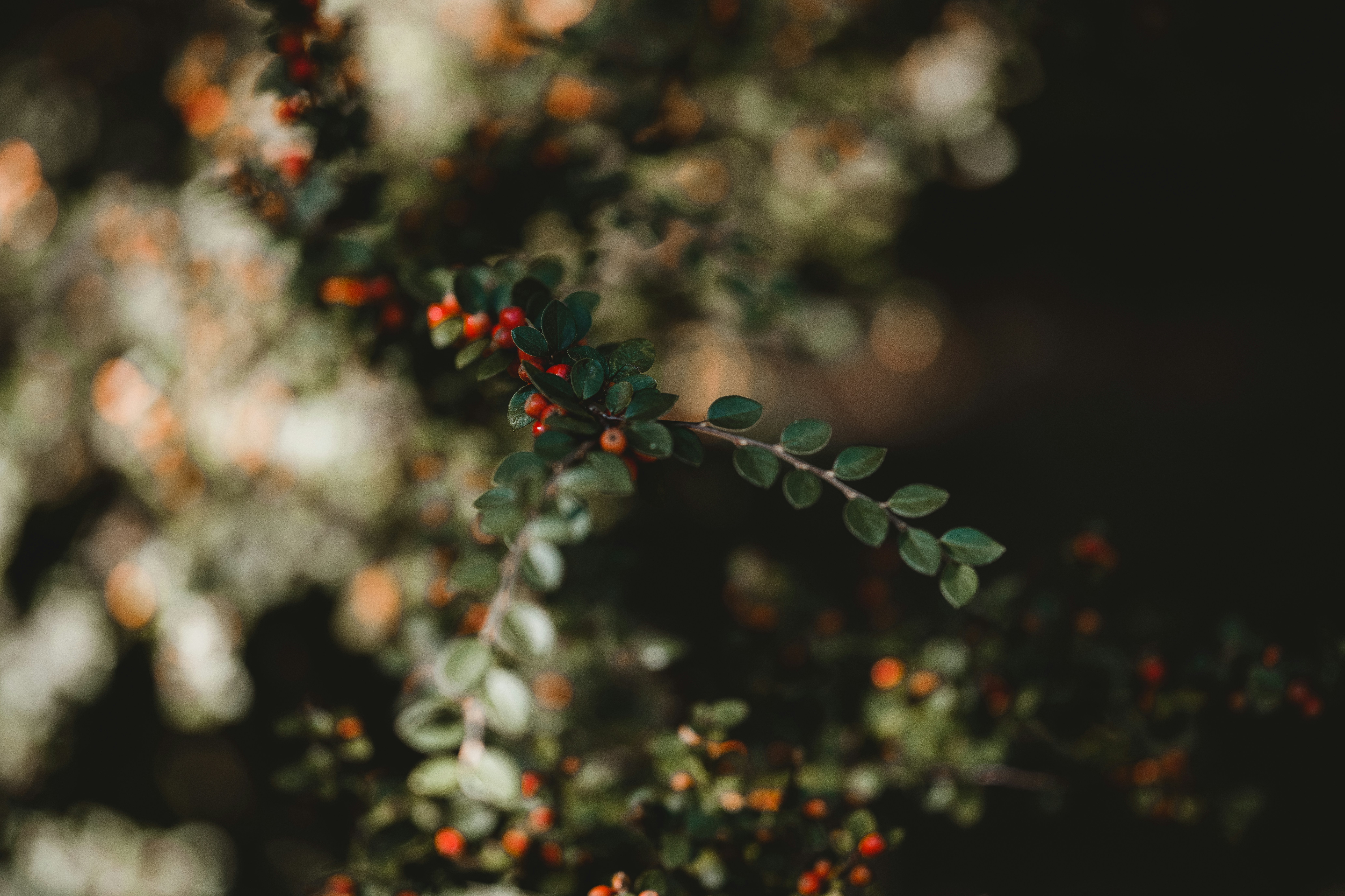 Photo by anniespratt