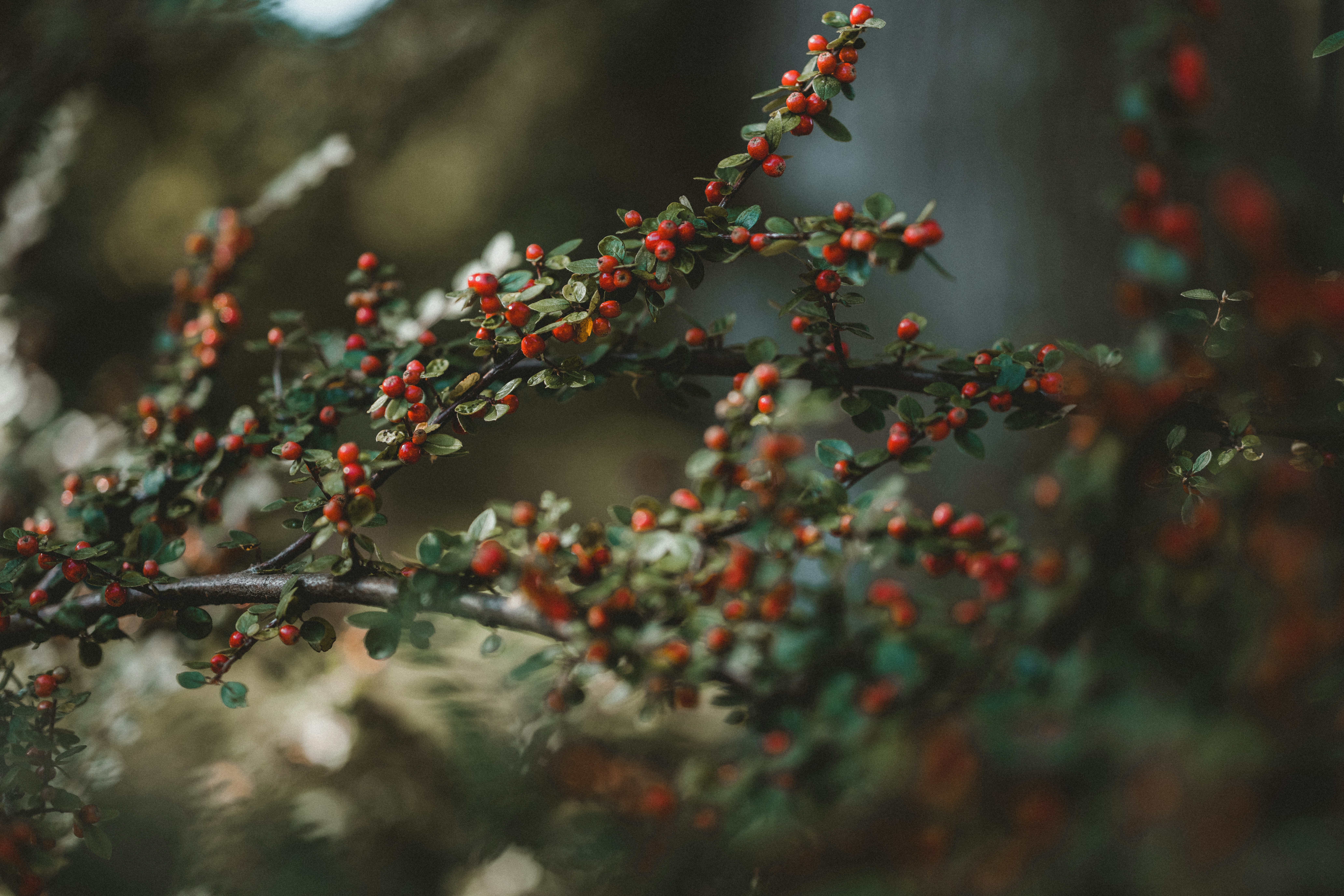 Photo by anniespratt