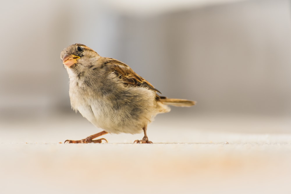 a small bird is standing on the floor