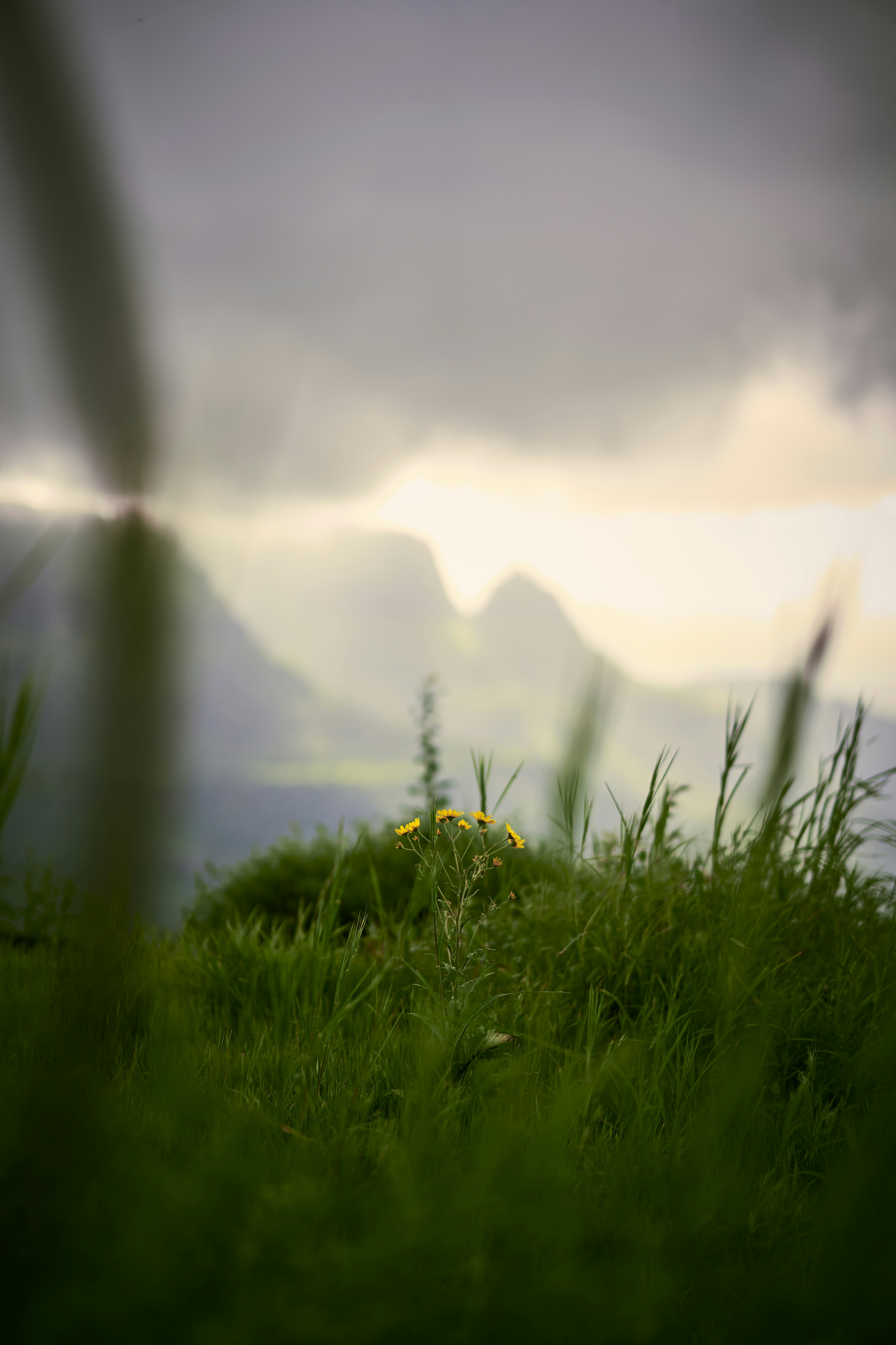 a grassy field with yellow flowers in the foreground and mountains in the background